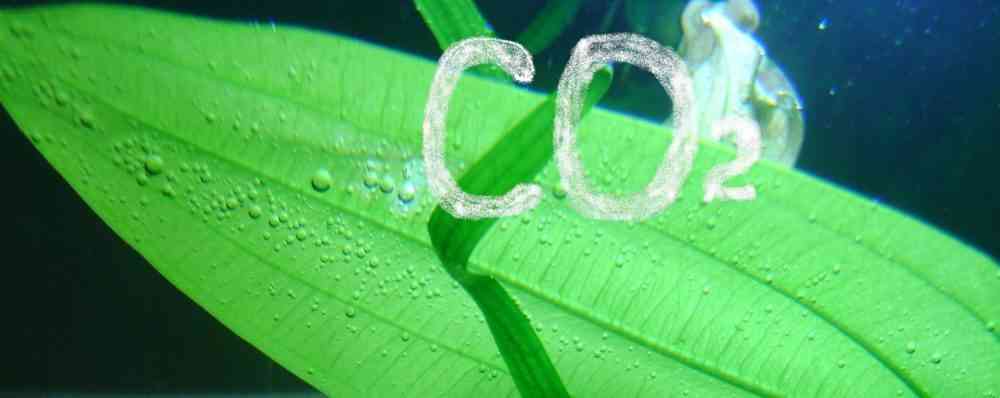 Источники углекислого газа (СО2) в аквариуме