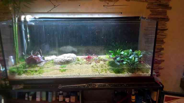 Запуск первого аквариума новичком. Инструкция. | UViAQUA.com | ЮВИАКВА