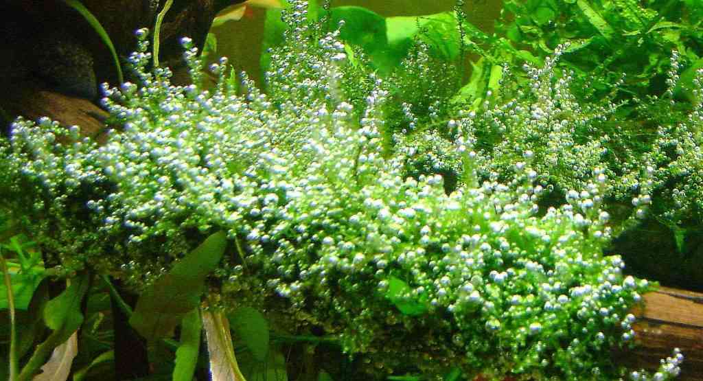 Углекислый газ в аквариуме. Для чего там СО2? | UViAQUA.com | ЮВИАКВА