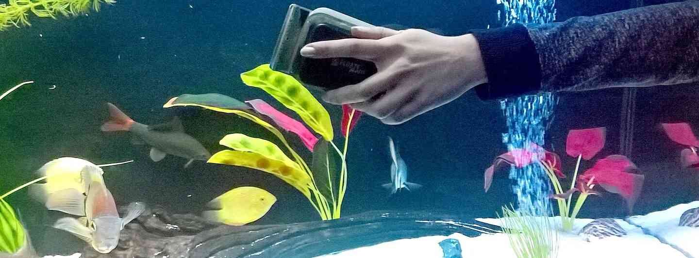 Чистка аквариумных стекол магнитным скребком