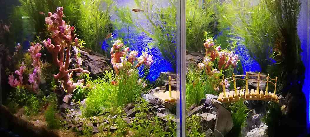 Корневые удобрения для аквариумных растений: как получить красивый и здоровый аквариум?