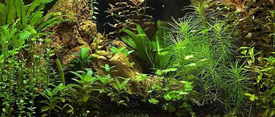 Удобрение для аквариумных растений с железом своими руками | Пикабу