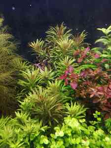 inbound7674372461489111033