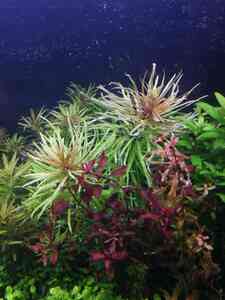 inbound8118454822484014409