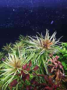 inbound6363479448123083587