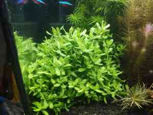 0 02 0a c4d32dda24ac0206f2b63d4719a0d87837c9dcd60b1559849be65b17a9072741 6f0afaa