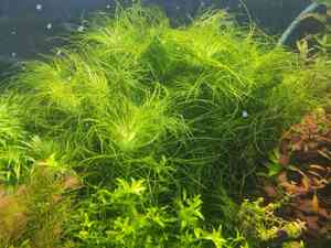 0 02 0a 0510643296fd487024dc85309fc16826b074d37bfc139f66a1fc54e64f7c185f 1ffec9d3