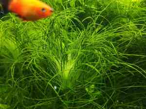 0 02 05 f44ec52ad6573b85bc7a42f75726c53c2bf8e19b8fda96641221a943f5688e8e 288c1042