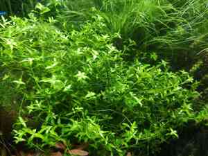 0 02 0a fe152588c1c7673bbfa977a0d24ab92e36ce811de1bf9454259764ff98e88daf 11ca2c48