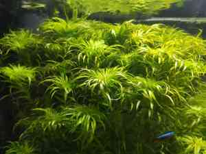 0 02 0a 17fb5de90a72f0674d7ea8fa84de8999f302505da096a2a1947e4d1c7f18efe0 8b629db0