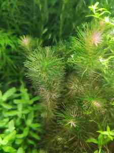 0 02 0a 8391f305421be7892d71e63665eca855535350f342d478105e8a0bf1b7ddb671 6a13256b