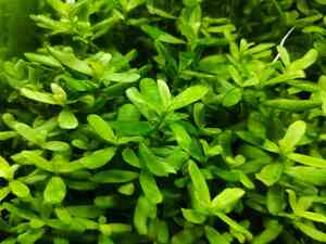 0 02 0a 482a142ea1539f6b8727010a1797296df2c7e41e07ee908c371c652f846c2e5b 6594f38e