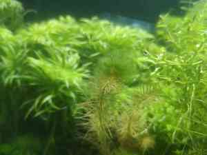 0 02 0a 4245c9347a68b491992cd1c91680261c8daa7b66450a09357da2132b2e67bb8a 25b798f