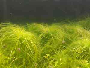 0 02 0a 9aa2a85b4972d90a30952ddce371a0583584b97a52e3e03564dfa9918486096f 976a7567