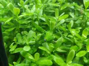 0 02 0a 3881412c306da69f4b61019992b56a0622e62dfa2270a8b1c587f3cbcd1f7a21 6af037c