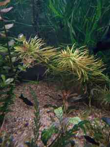 P01130 121502 P01130 121502