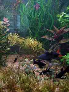 P01130 121659 P01130 121659