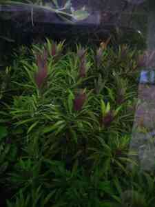 P01130 221713 P01130 221713