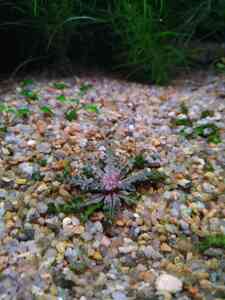 P01201 201852 P01201 201852