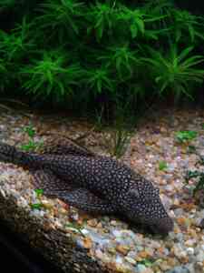 P01205 105354 P01205 105354