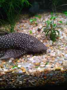 P01205 105523 P01205 105523