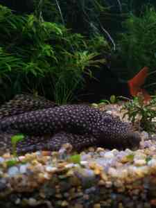 P01205 105538 P01205 105538