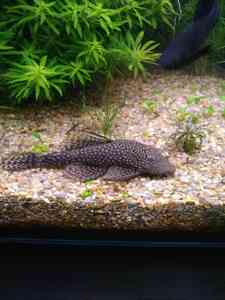 P01205 105313 P01205 105313