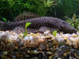 P01205 105552 P01205 105552