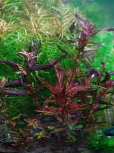 P01207 144303 P01207 144303