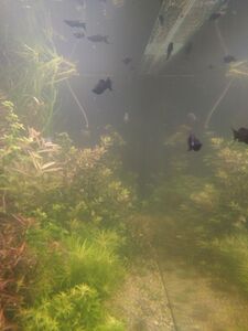 IMG a6e5950e96b31cdbb3989201b9e99a0b V IMG a6e5950e96b31cdbb3989201b9e99a0b V