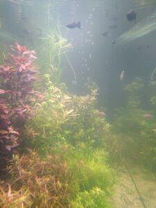 IMG c3364a3d519c81db6ffdd8627ed283d8 V IMG c3364a3d519c81db6ffdd8627ed283d8 V