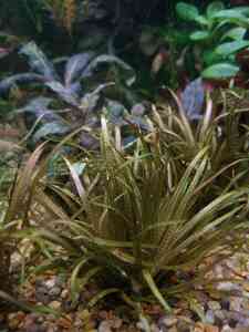 P01210 151531 P01210 151531