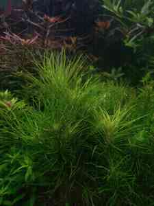 P01211 111441 P01211 111441