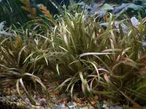 P01210 151457 P01210 151457