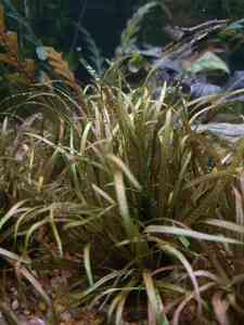 P01210 151524 P01210 151524