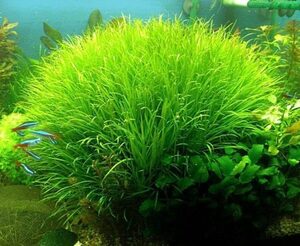 1331825517 bliksa yaponika 450x369 1331825517 bliksa yaponika 450x369