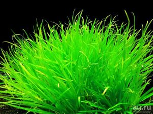 Bliksa yaponskaya v akvariume Bliksa yaponskaya v akvariume