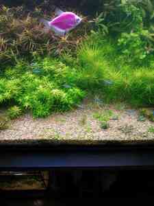 P01212 172955 P01212 172955