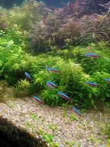 P01212 173008 P01212 173008