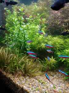 P01212 173013 P01212 173013