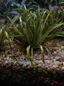 P01212 104210 P01212 104210