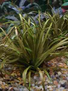 P01212 104218 P01212 104218