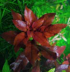 P01214 211449 P01214 211449