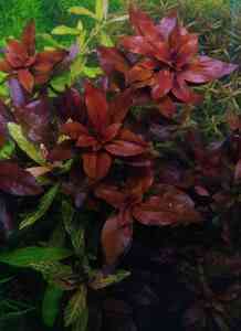 P01214 210026 P01214 210026