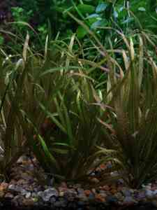 P01216 134539 P01216 134539