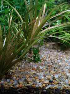 P01216 134544 P01216 134544