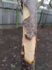 P01219 111456 P01219 111456