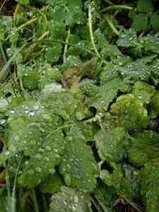 P01219 113554 P01219 113554