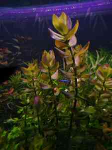 P01221 205927 P01221 205927