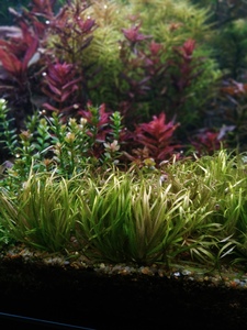 P01231 194024 P01231 194024